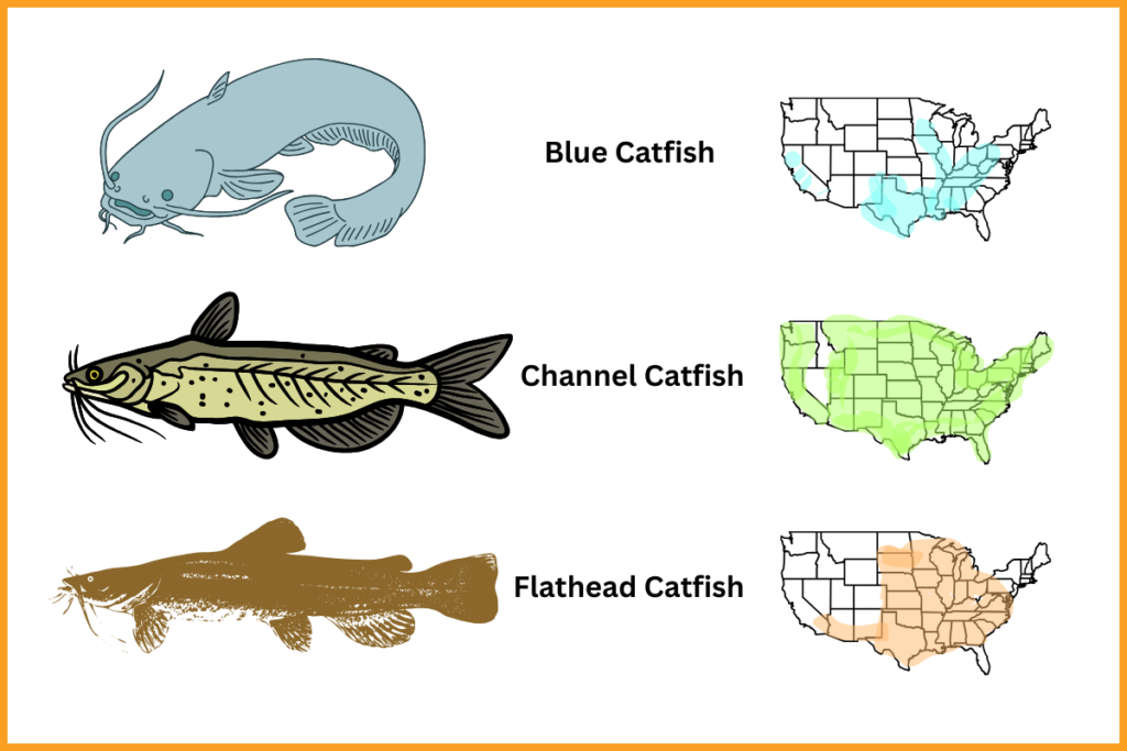 Types of Catfish: Most Common Catfish Species