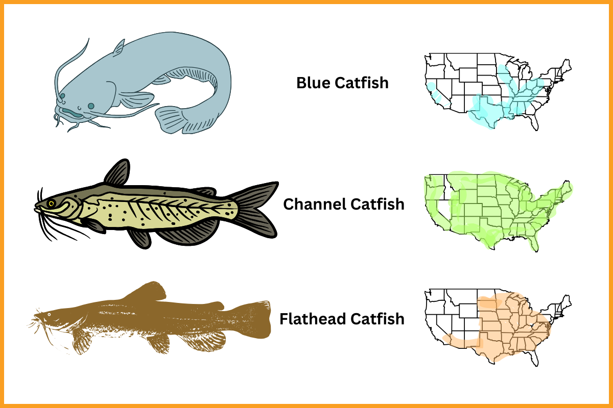 types of catfish