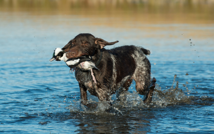 10 Best Duck Hunting Dogs: Choosing the Top Companion Breed