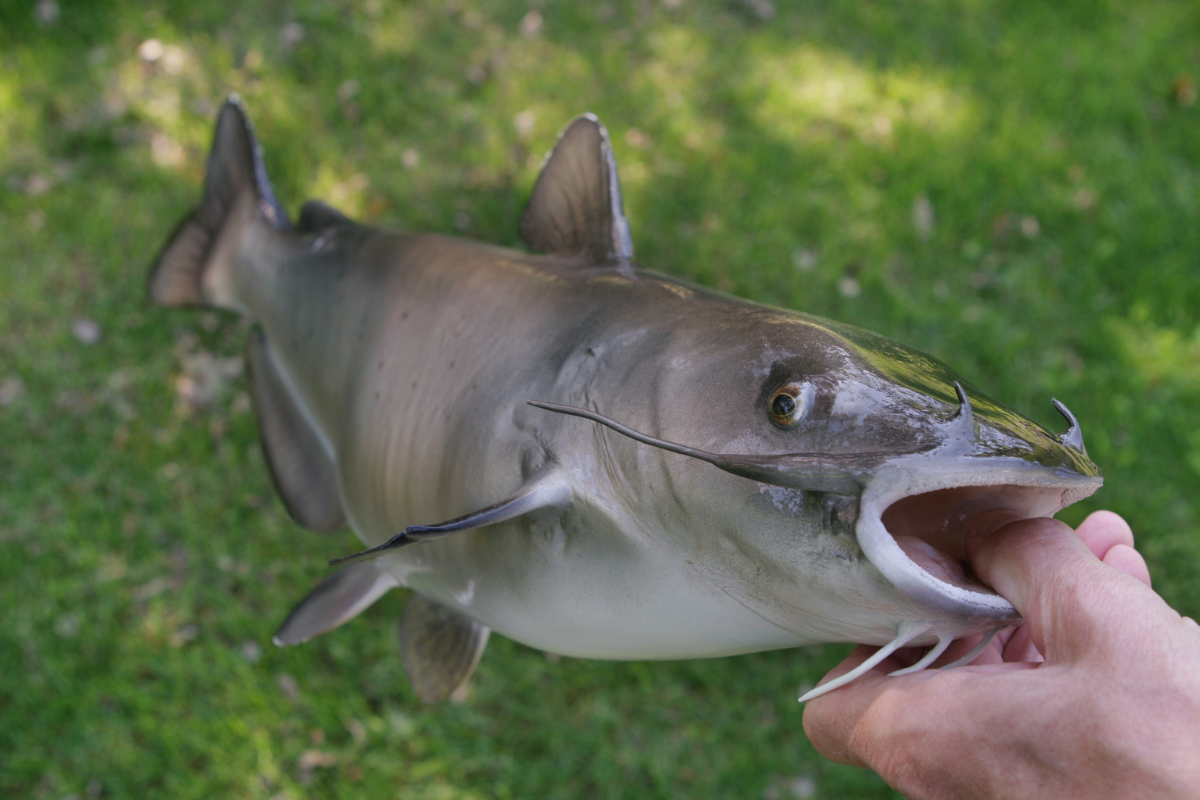 Types Of Catfish: Most Common Catfish Species