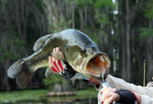 summer bass fishing