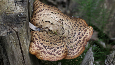 pheasant back mushroom