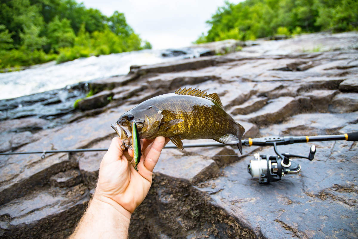 fishing for smallmouth bass
