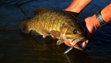 how to catch smallmouth bass