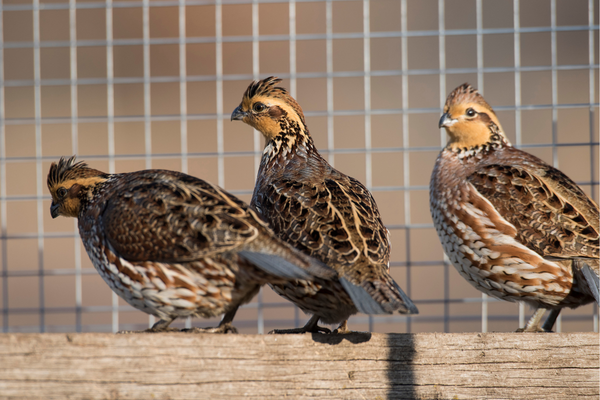 bobwhite quail