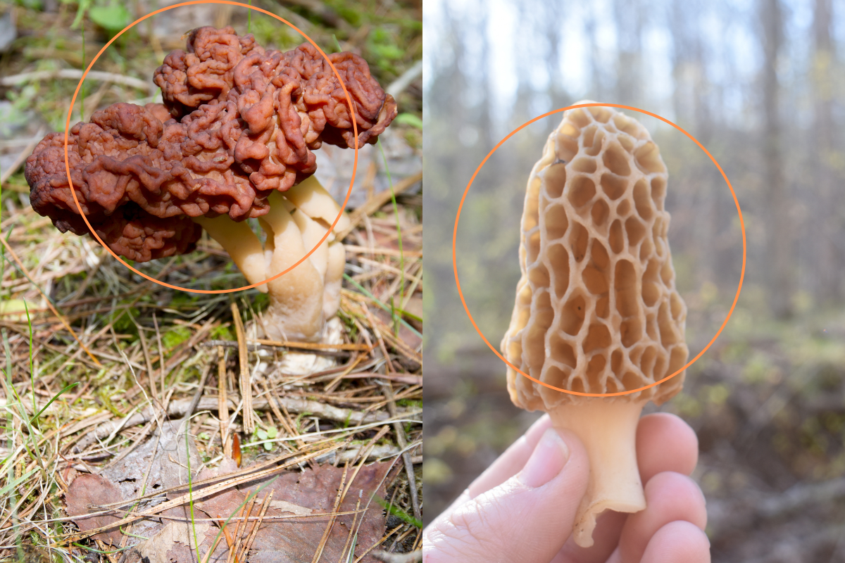 false morel mushroom cap