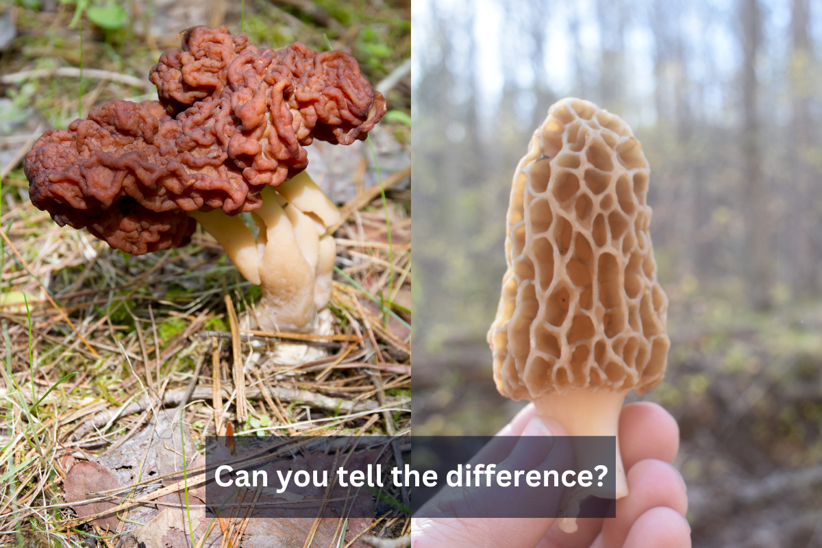 false morel vs morel