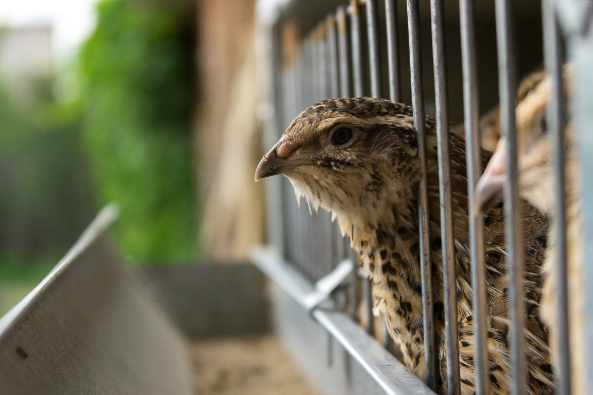 feeding quail