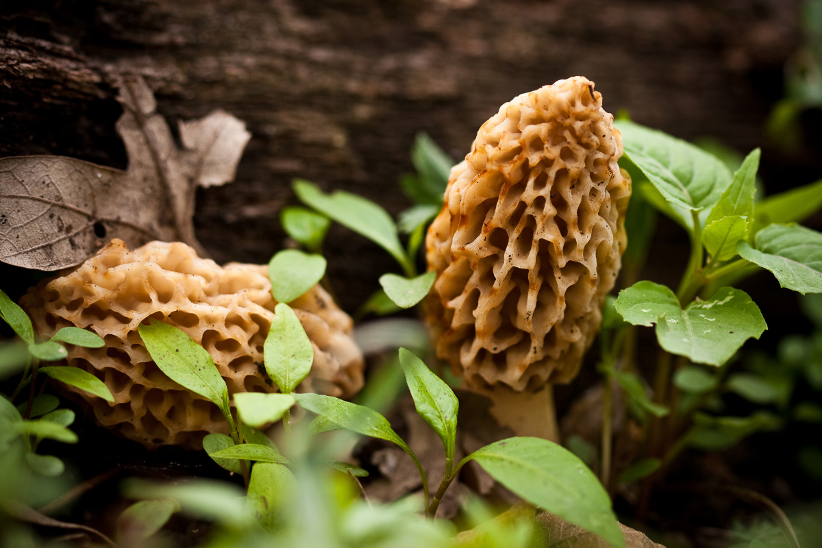 finding morel mushrooms