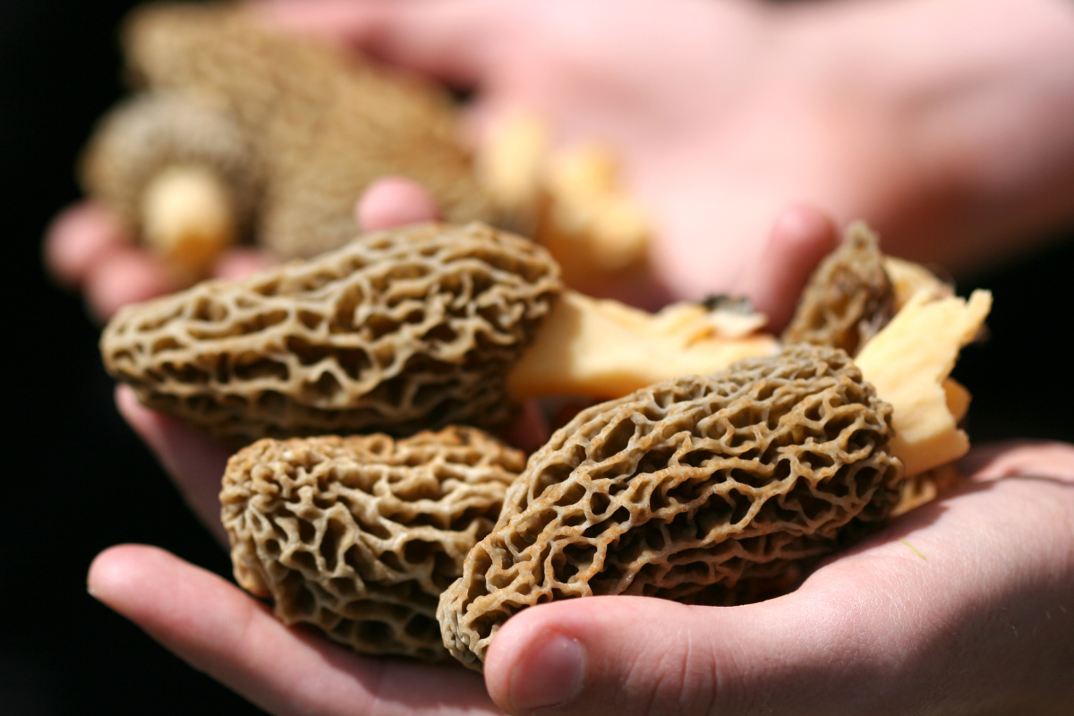 morel mushrooms