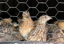 raising quail