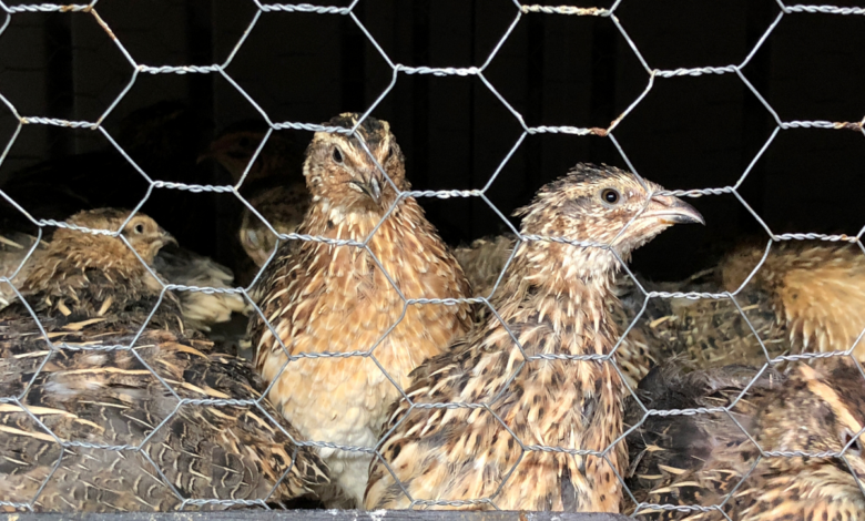 raising quail