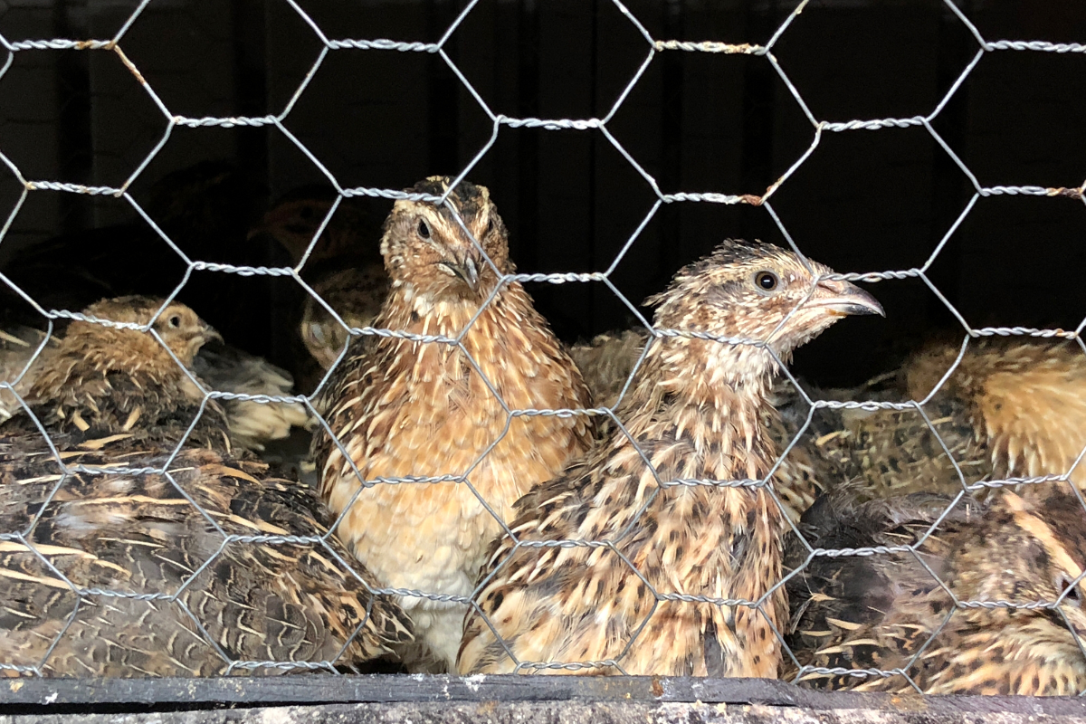 The Beginner's Guide to Raising Quail [Expert Breakdown]