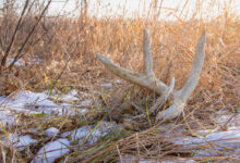 shed hunting tips