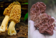 false morels vs morel mushrooms
