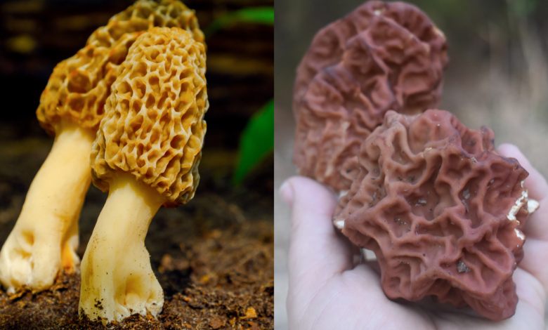 false morels vs morel mushrooms