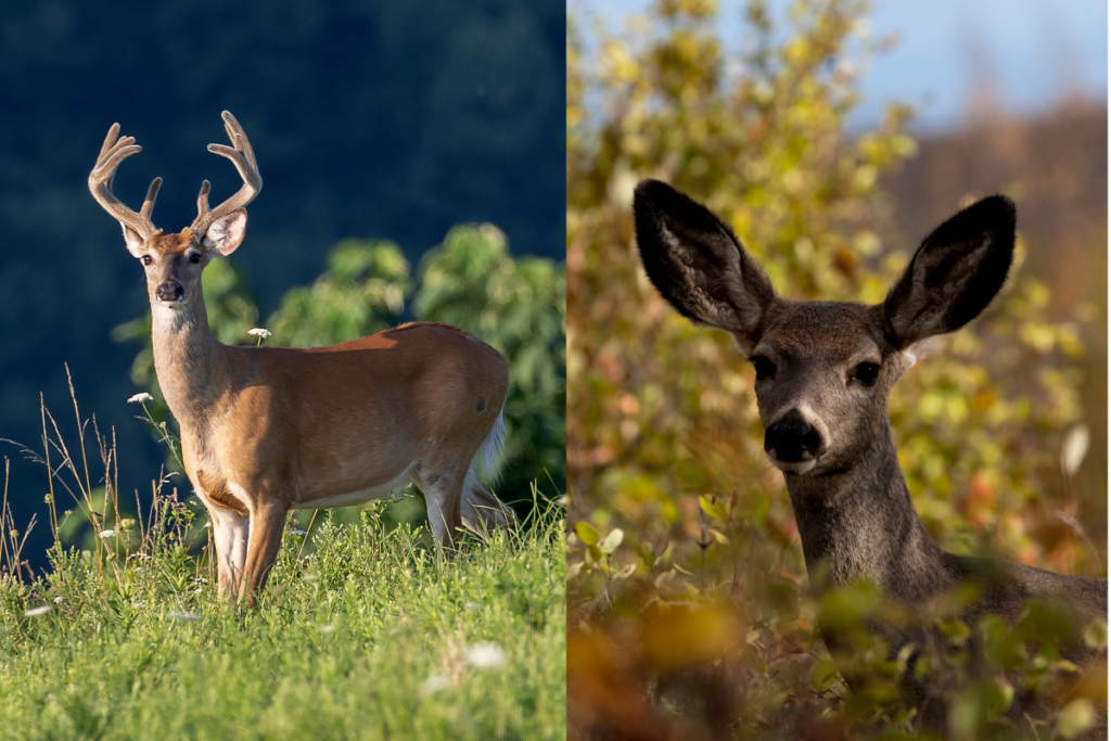 Mule Deer Vs Whitetail Deer Guide To Telling The Two Apart