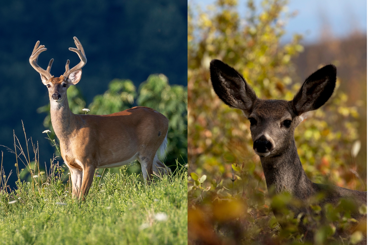 whitetail vs mule deer