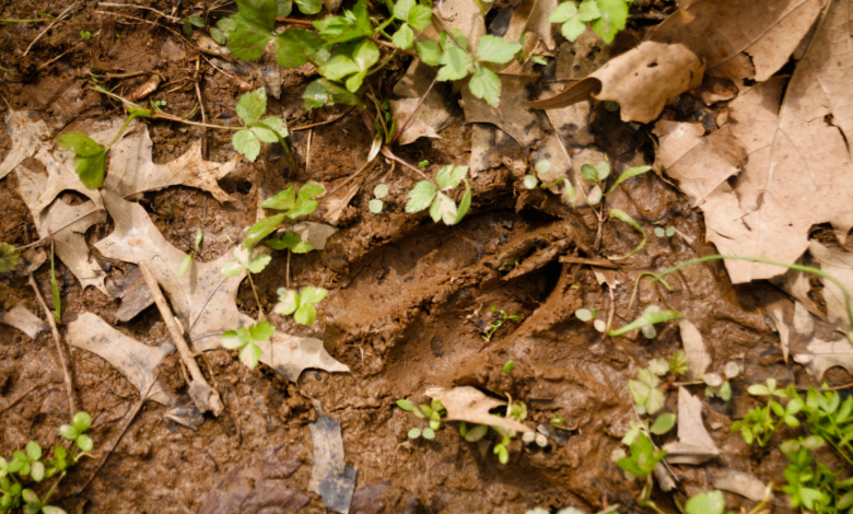 deer tracks