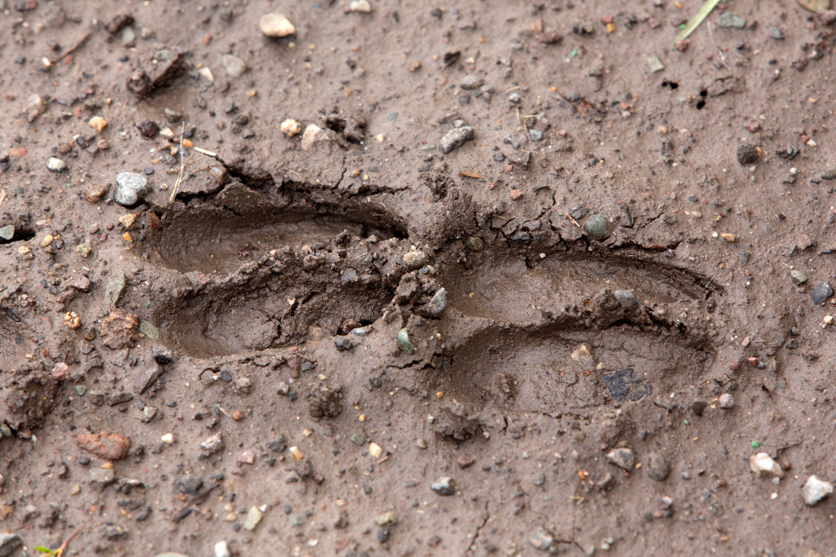 deer tracks