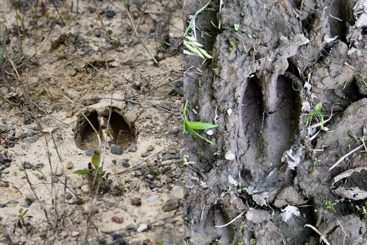 doe vs deer tracks