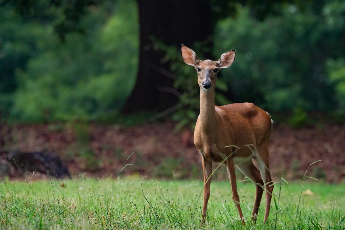 whitetail doe