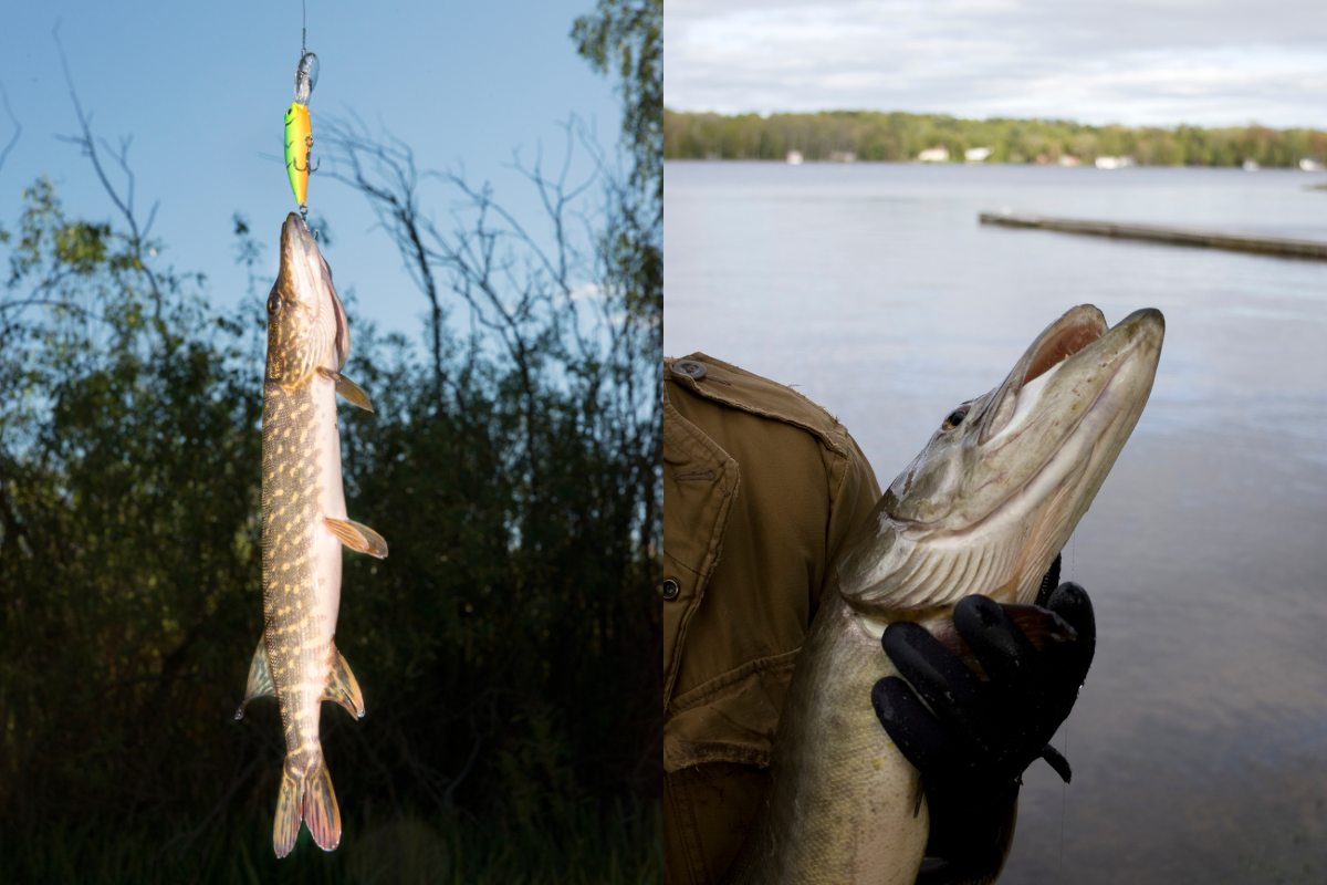 pike vs musky