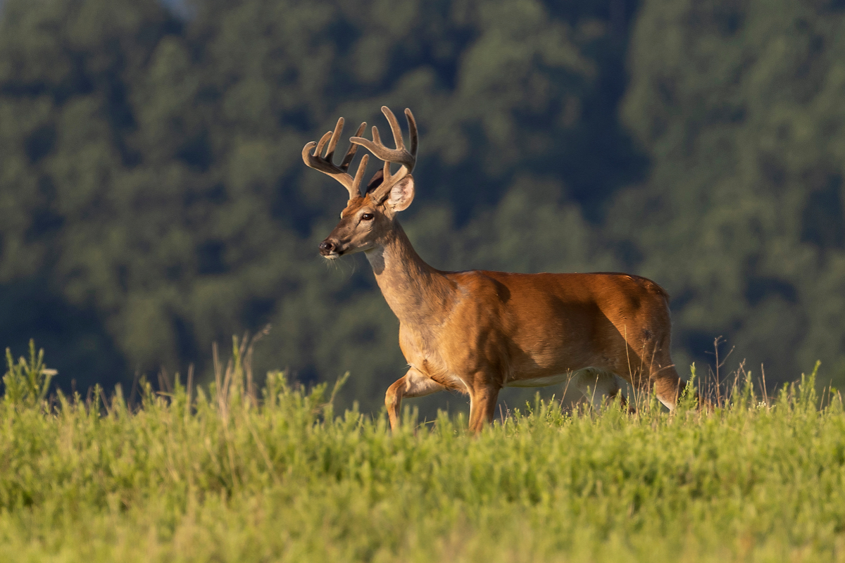 whitetail deer