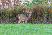 Food Plots