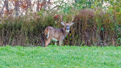 Food Plots